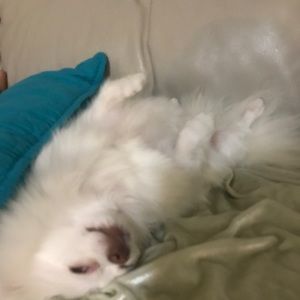 Meet your Posher, Jorge